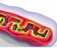 mtDNA and Oral Health