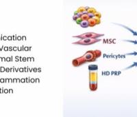 Understanding Communication Between Cellular Stromal Vascular Fraction (cSVF), Mesenchymal Stem Cells (MSC), Pericytes, Blood Derivatives (HD PRP): Mechanisms in Inflammation and Immune Modulation