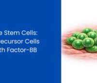 Adult Telomerase Positive Stem Cells: Induced Proliferation of Precursor Cells by Platelet-Derived Growth Factor-BB
