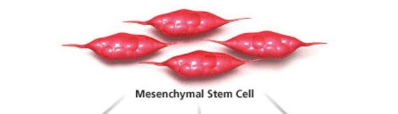 Application of Mesenchymal Stem Cells for the Treatment of 