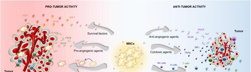 Mesenchymal Stem Cell-Based Therapy for Advanced Colorectal Cancer:  Potential Mechanisms of Therapy and Associated Risks