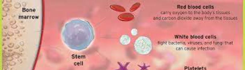 In Utero Hematopoietic Stem Cell Transplantation