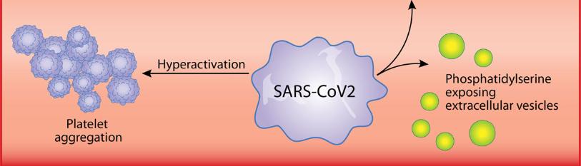 Involvement of Reactive Oxygen Species (ROS) and Coagulation in 